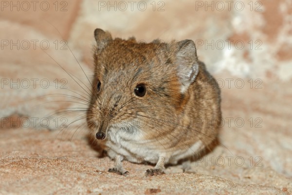 Short eared Elephant Shrew, short-eared trunkjumper, short-eared trunkjumper, short-eared elephant shrew (Macroscelides proboscideus)