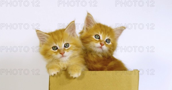 Cream Blotched Tabby Maine Coon Domestic Cat, Kittens playing in a Box against White Background, Normandy in France