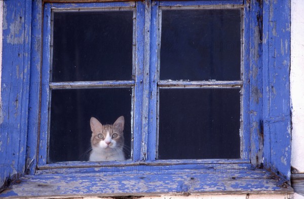 Cat looking out of blue window
