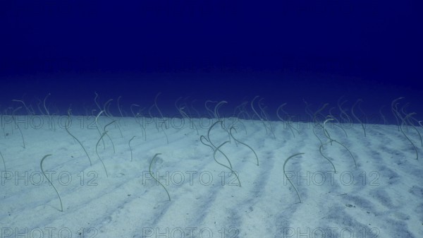 Group of Red Sea garden eels, Indo-Pacific garden eel (Gorgasia sillneri) or Spotted Garden Eel feeds on plankton leaning out of sandy bottom on bright sunny day, Red sea, Dahab, Eel Garden, Egypt, Africa
