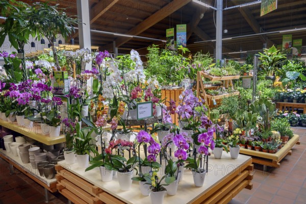 Orchids and cacti, in a garden centre, Allgäu, Bavaria, Germany, Europe