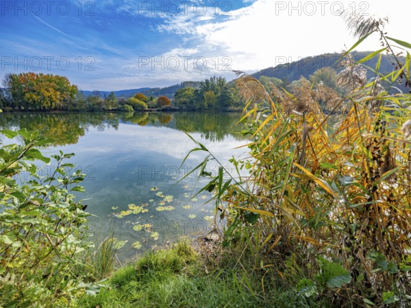Reed grass on the shore of the Bruchteiche quarry pond, Bad Sooden-Allendorf, Hesse, Germany, Europe