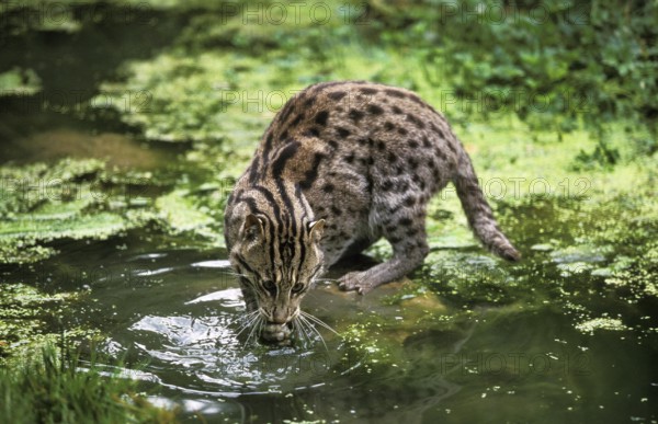 Fishing cat (prionailurus viverrinus), adult in water, fishing