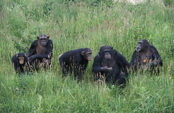 Chimpanzee (pan troglodytes), Group with Adults and Youngs