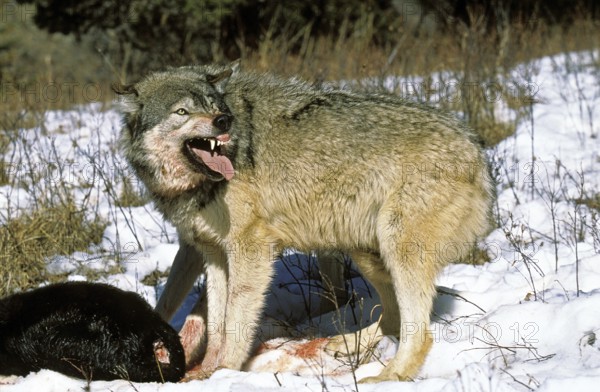 North American Grey Wolf (canis lupus occidentalis), Adult with Prey, Canada, North America
