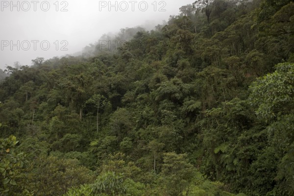 Tropical Forest, Manu National Park in Peru