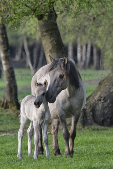 Falbene Dülmen wild horses, mare with foal standing at the edge of the forest, Merfelder Bruch, Dülmen, Münsterland, North Rhine-Westphalia, Germany, Europe