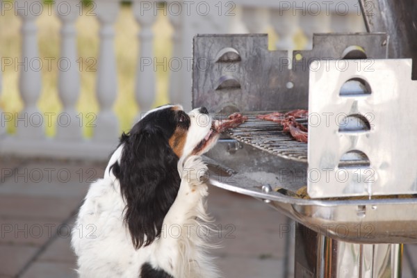 Cavalier King Charles Spaniel, tricolour, steals meat from barbecue, barbecue meat, steal