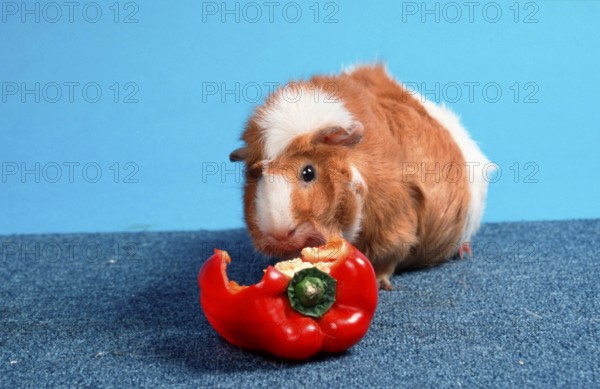 Abyssinian Guinea Pig Pig, red-and-white eating sweet pepper, rosette guinea pig, red-and-white, eating sweet pepper