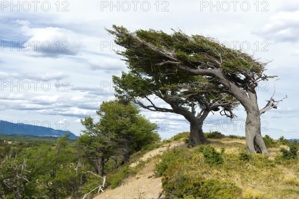 Arboles Banderas, wind shaped trees, Tierra del Fuego, Patagonia, Argentina, wind, windy, South America