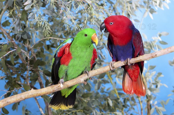 Eclectus Parrot (eclectus roratus), Pair on Branch, Male (green) and Female (Red)