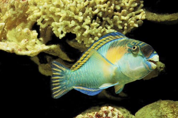 PARROT FISH (scarus) sordidus SWIMMING THROUGH CORAL