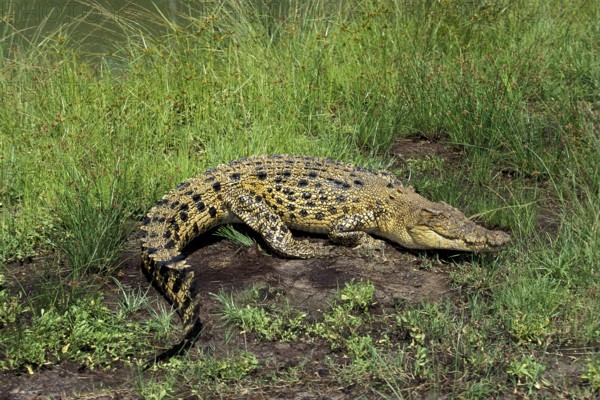 AUSTRALIAN SALWATER CROCODILE OR ESTUARINE CROCODILE (crocodylus porosus)