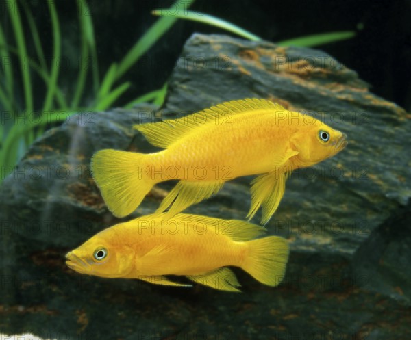 Neolamprologus leleupi (Lamprologus leleupi), Gold Cichlid, Tanganyika Gold Cichlids, Gold Cichlids, Other Animals, Fishes, Animals, Cichlids, Lemon Cichlid, neolamprologus leleupi, Fishes Aquarium