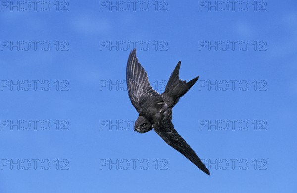 Common swift (apus apus), adult in flight against blue sky