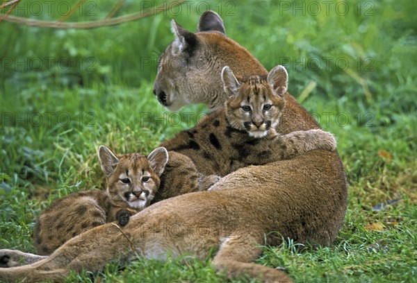 COUGAR (puma concolor), MOTHER WITH CUBS
