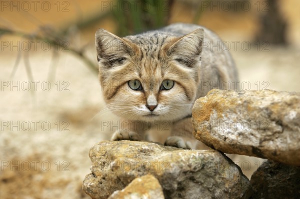 Sand cat (felis margarita), adult under rocks