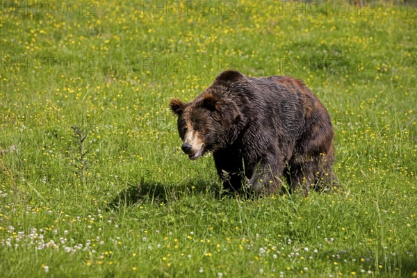 Brown Bear (ursus arctos), Adult standing on Grass