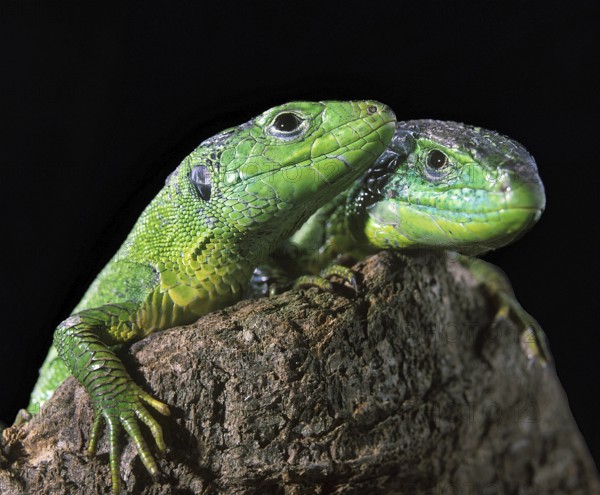 Green Lizard (lacerta viridis), Adults standing on Stump