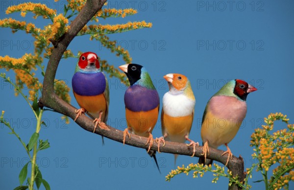 Gouldian finches (Chloebia gouldiae)
