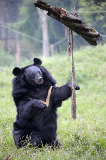 Asian black bear (Ursus thibetanus), Animal Asia Foundation sanctuary, Chengdu, Sichuan (Selenarctos thibetanus), Moon bear, China, Asia