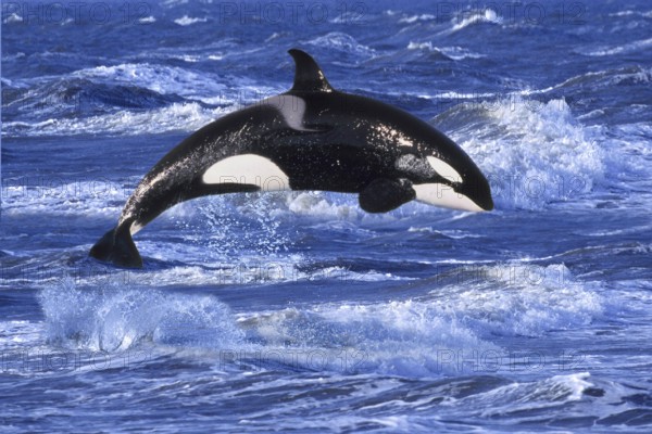 Orca (Orcinus orca), Schwertwal, seitlich, side, Orka