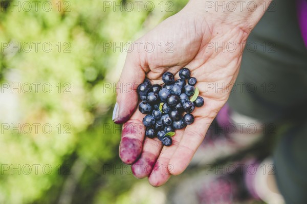 Picking or collecting fresh ripe blueberries while hiking on the mountains