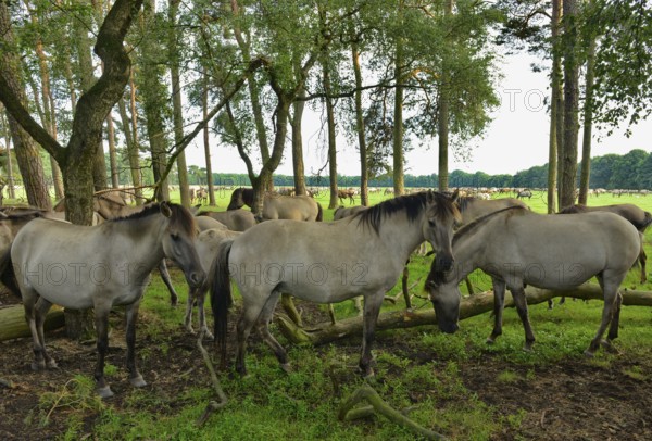 Dülmen wild horses resting in forest, Merfelder Bruch, Dülmen, Münsterland, North Rhine-Westphalia, Germany, Europe
