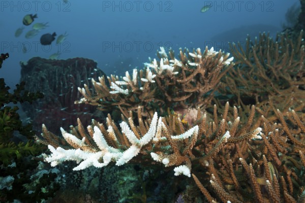 Coral bleaching, Raja Ampat, West Papua, Indonesia, Asia