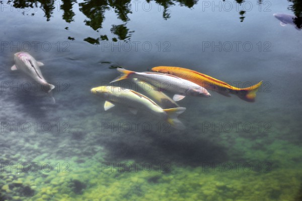 Open day, Lake Mondsee with koi, a species of common carp (Cyprinus carpio), Daishin Zen monastery and seminar centre, until 2010 Gasthaus Schwarzer buck in Buchenberg-Hölzlers, Allgäu, Bavaria, Germany, Europe
