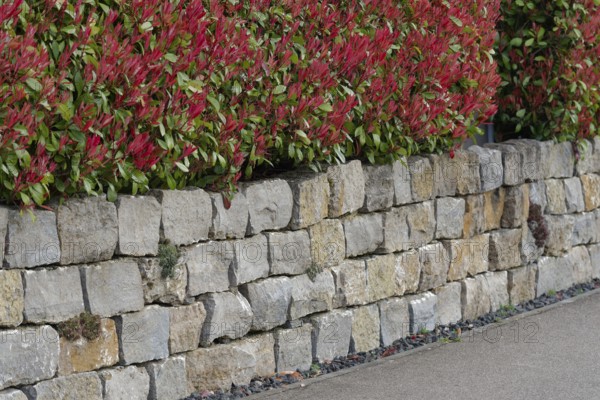 Garden design with a stone wall and a loquat (Photinia Fraseri), shell limestone, stone, garden wall, privacy screen, gardening, garden design, natural stone, Kocher valley, Kocher, Schwäbisch Hall, Hohenlohe, Heilbronn-Franken, Baden-Württemberg, Germany, Europe