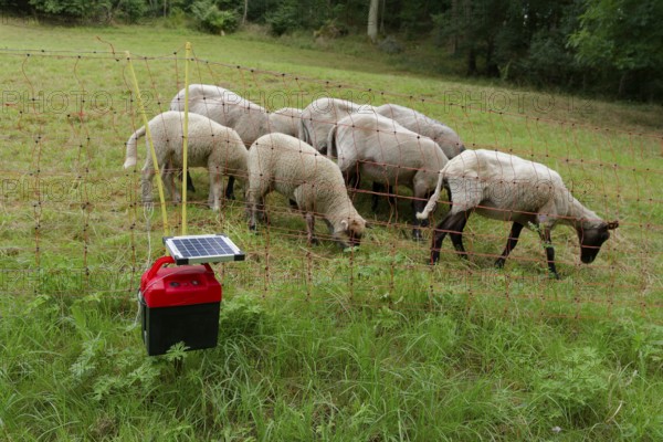 Electric pasture fence, electric fence, pasture farming, sheep farming, sheep breeding, sheep, shepherd, solar energy, photovoltaics, solar energy, energy, electricity, Schwäbisch Hall, Hohenlohe, Heilbronn-Franken, Baden-Württemberg, Germany, Europe