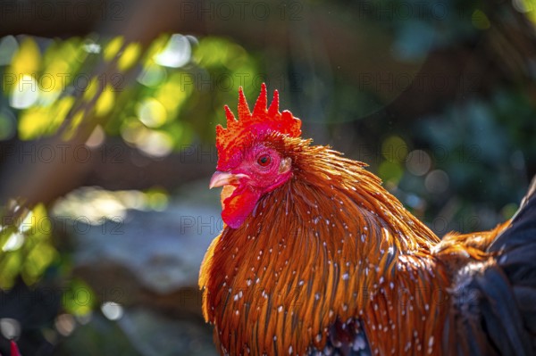 Feather-footed cock, Brahma chicken (Gallus gallus domesticus) in the sunshine in January in the garden, Eisenberg, Thuringia, Germany, Europe