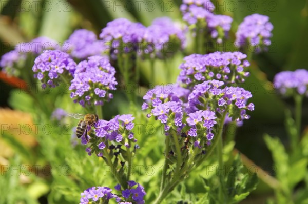 Heliotropium amplexicaule, Heliotropium amplexicaule in summer garden