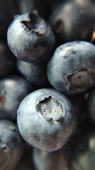 Close-up view of ripe blueberries highlighting their detailed texture and dark blue color