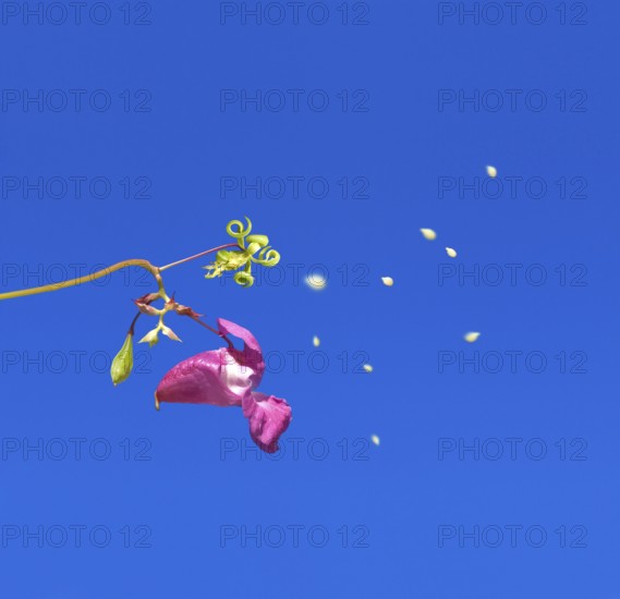 Close up of himalayan balsam (Impatiens glandulifera) in blue sky, exploding, popping, spreading seed corns, seed dispersal