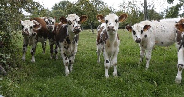 Normandy Cattle, Cows in Meadow, Normandy