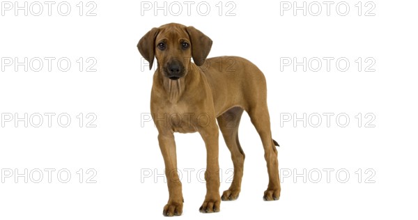 Rhodesian Ridgeback, 3 Months old Pup against White Background