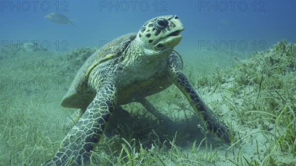 Very old male Hawksbill Sea Turtle (Eretmochelys imbricata) or Bissa on seagrass meadow covered with Round Leaf Sea Grass or Noodle seagrass (Syringodium isoetifolium), Red sea, Safaga, Egypt, Africa