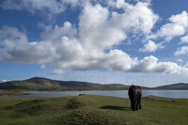 A horse grazing on a sunny day near Smerwick Harbour along the Wild Atlantic way, Murreagh, Kerry, Ireland, Europe