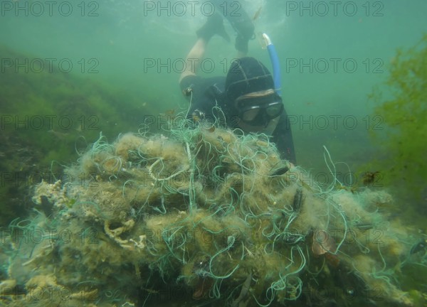 Freediver picks up lost fishing net lies on green algae in sun glare on shallow water in Black sea, Ghost gear pollution of Ocean, Black sea, Odessa, Ukraine, Europe
