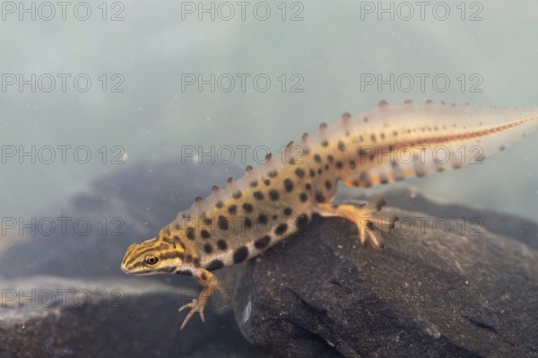 Common newt (Lissotriton vulgaris), male in water spawning swims in the water, underwater photo in spawning water, Ratingen, North Rhine-Westphalia, Germany, Europe