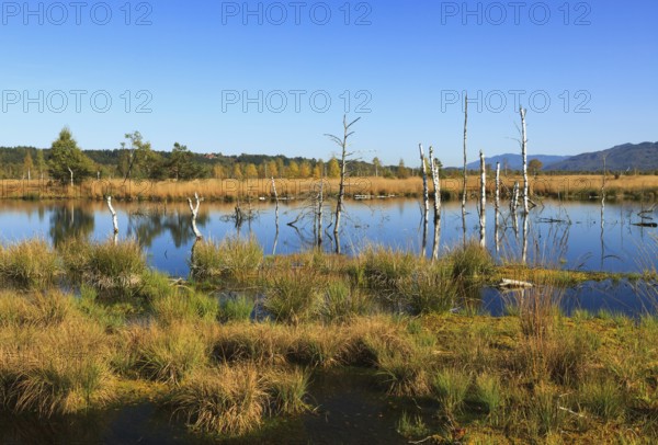 Dead birch trees in a moor, Kendlmühlfilzn raised bog or upland moor, near Grassau, Upper Bavaria, Bavaria, Germany, Europe