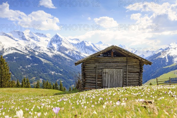 Old barn in a meadow of crocuses, the Zillertal Alps at the back, Zillertal valley, Tyrol, Austria, Europe