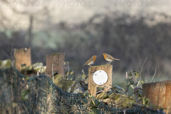 Two Robins perched on an old fence post ona spring day