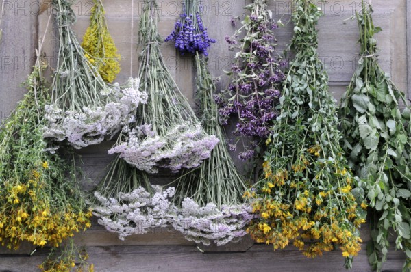 Herbs hung up to dry, St. John's wort, yarrow, mint, lemon balm, bedstraw (Hypericum perforatum) (Achillea millefolium) (Galium verum)