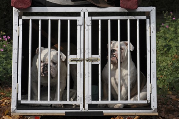 2 English Bulldogs in a dog transport cage
