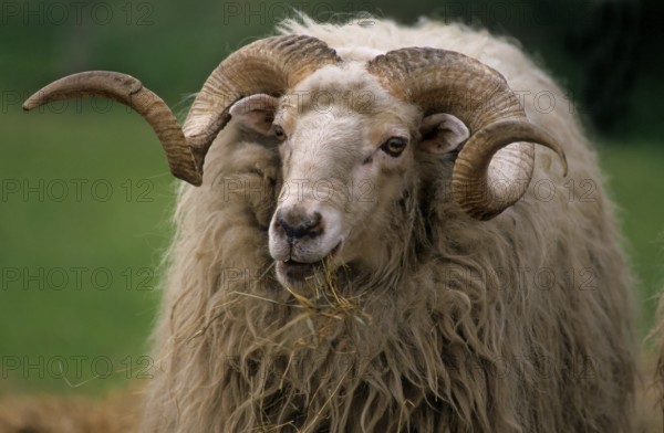 Wallachian sheep, domestic sheep (Ovis orientalis aries)