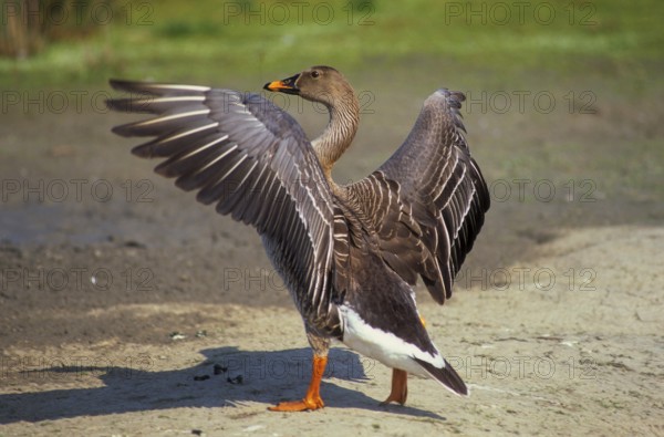 Bean goose (Anser fabalis), Riet's Goose