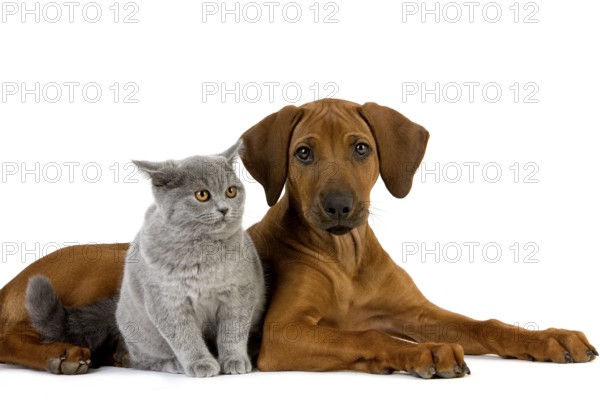 BRITISH SHORTHAIR LILAC MALE AND RHODESIAN RIDGEBACK 3 MONTH OLD PUPPY